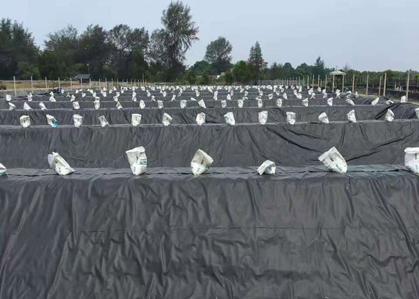 �B(y��ng)ֳ����Ĥ